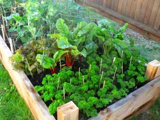 vegetable garden