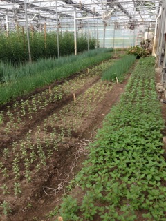 Vegetable Crop Rotation What Is It