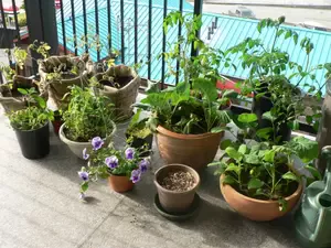 container-watering