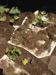 salem_mulch_with_newspaper_grass.jpg