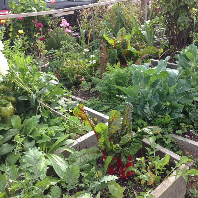 Summer vegetable gardening - learn how do you keep your vegetables