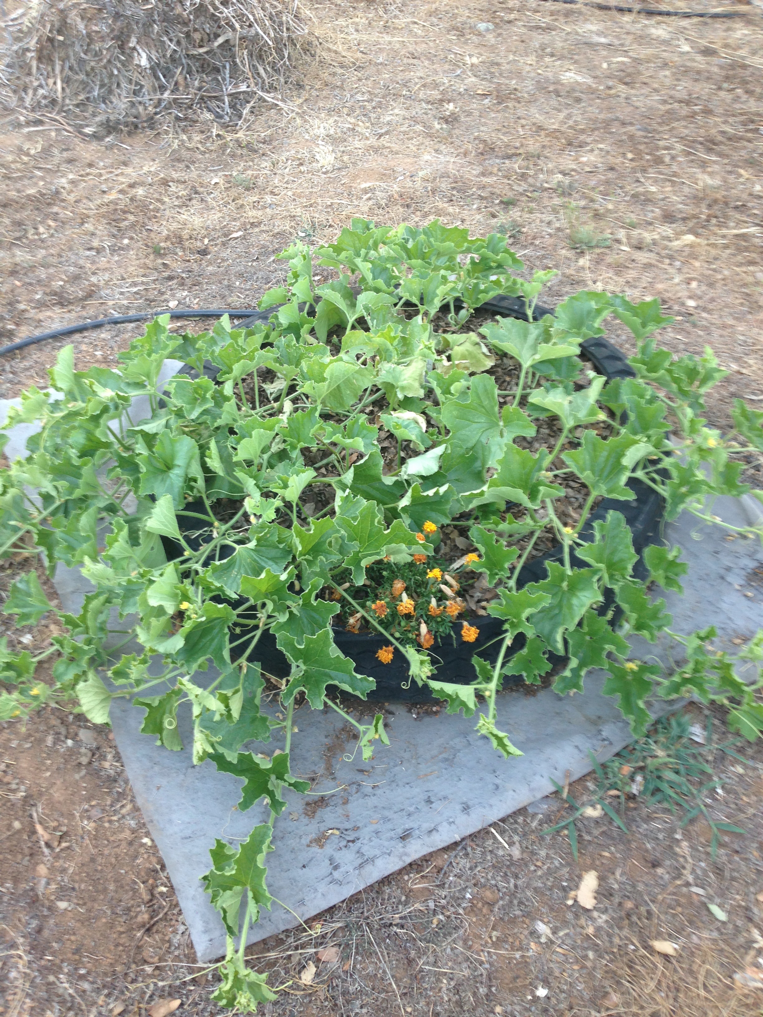 Growing in old tires