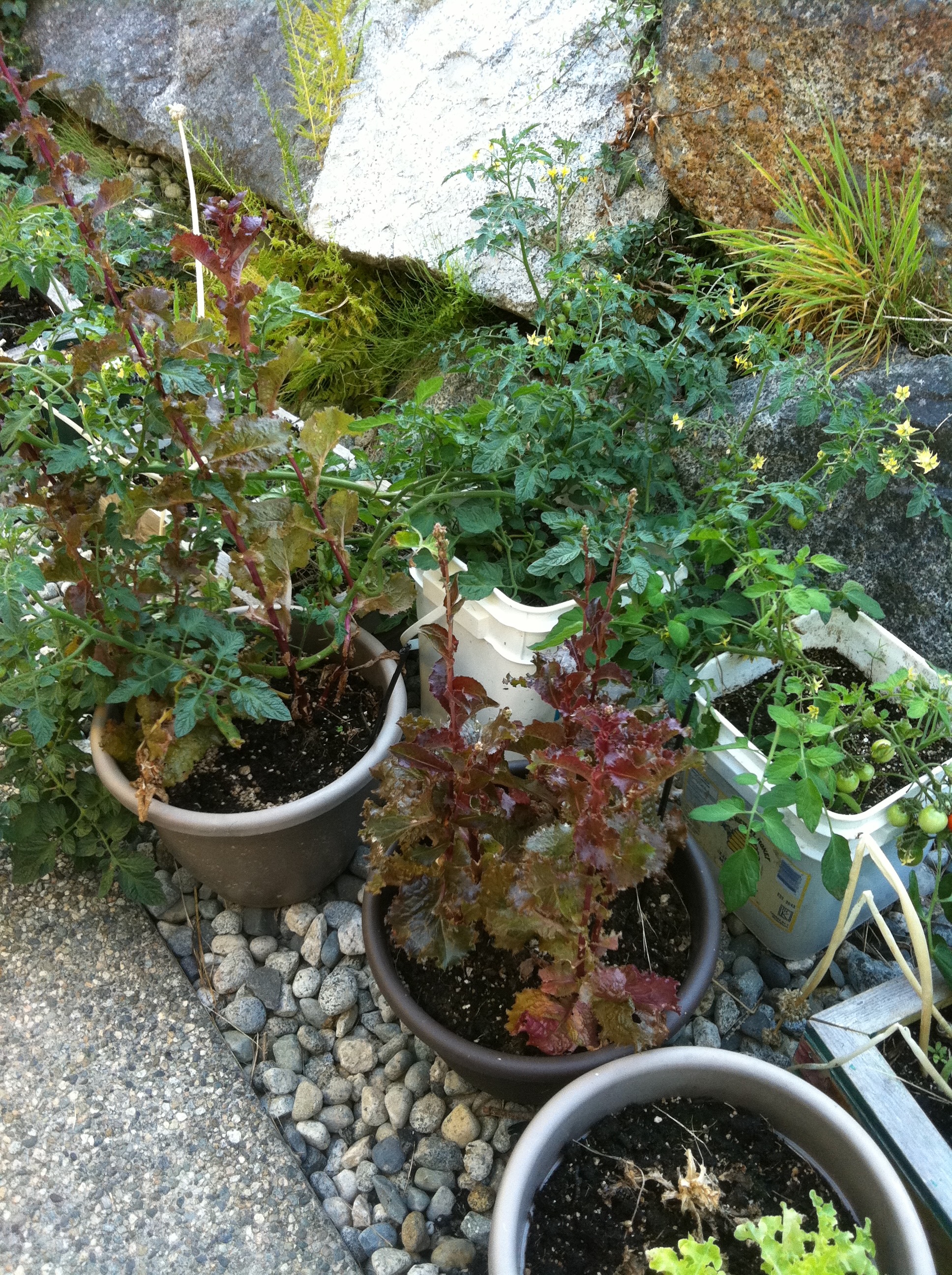 Wooden and plastic Container pots