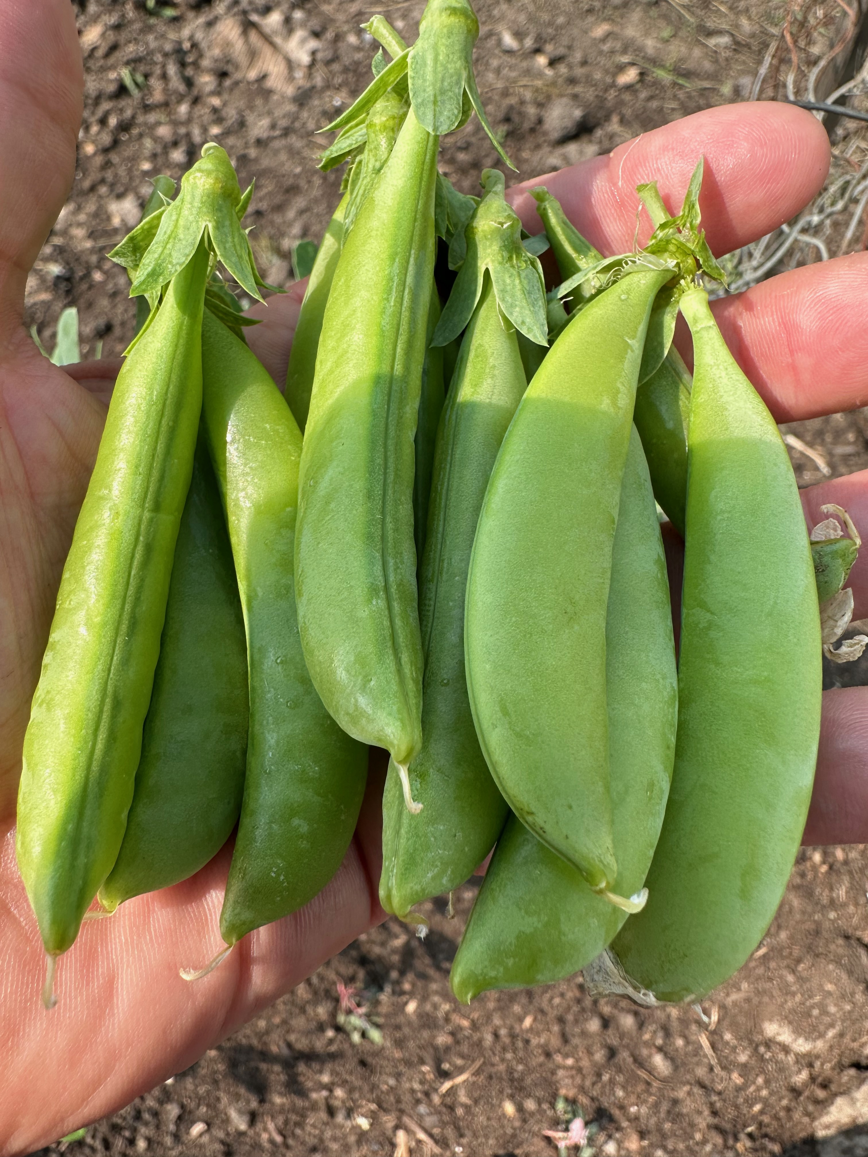 Snap pea harvest