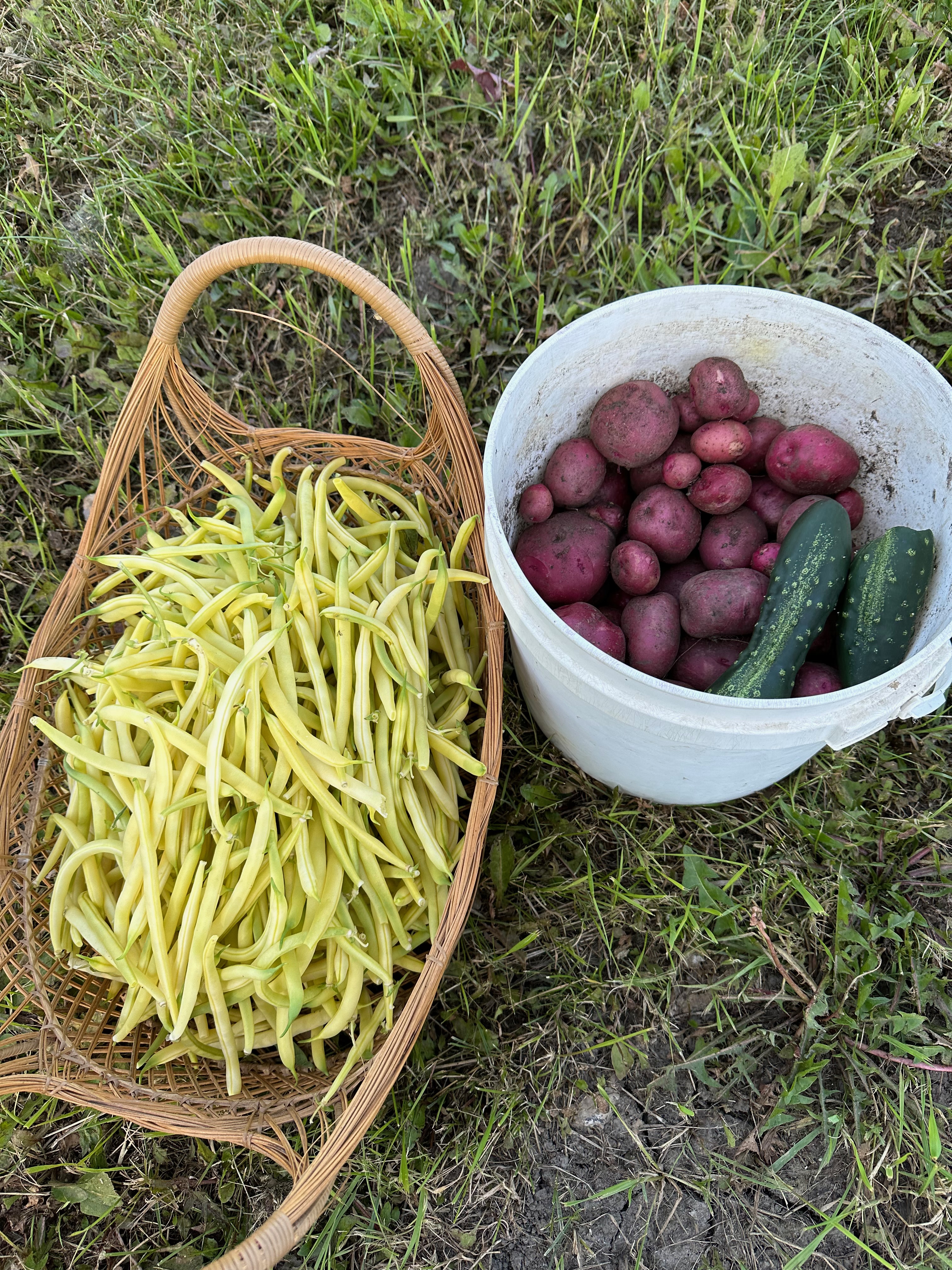 Wax beans, potato vegetables harvest