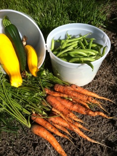 Eating freshly picked veggies are the best.