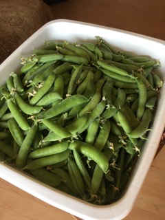 Shelling peas
