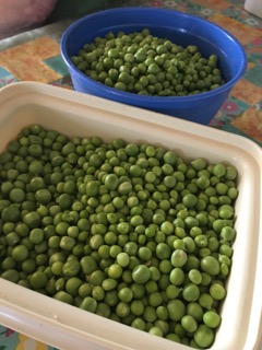 Shelled peas