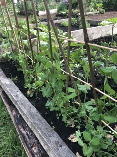 Peas growing on wood & bamboo trellis