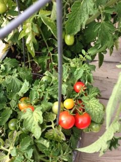 Ripening tomatoes are the best