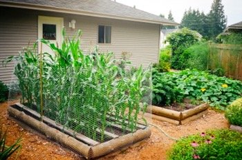 Vegetable Garden Plans