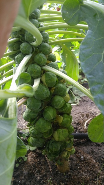 Growing Brussel Sprouts