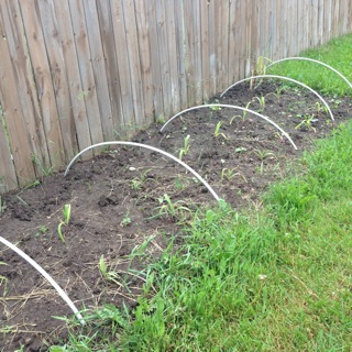Vegetable gardening soil is important when starting a garden.
